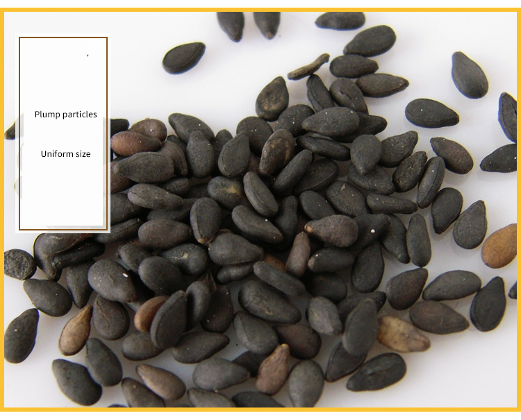 Toasted White Sesame/2022/Best Quality/Pretty Packaging